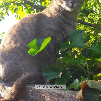 Foto 1/1 Mango Chat perdido en Antony