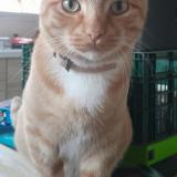 Foto del gato perdido en Arbanats