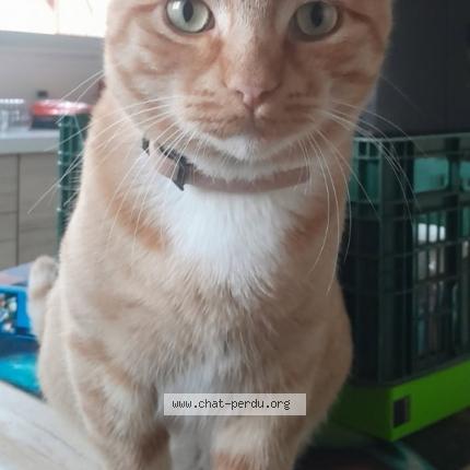 Foto 1/1 Muriel Ferragu Chat perdido en Arbanats