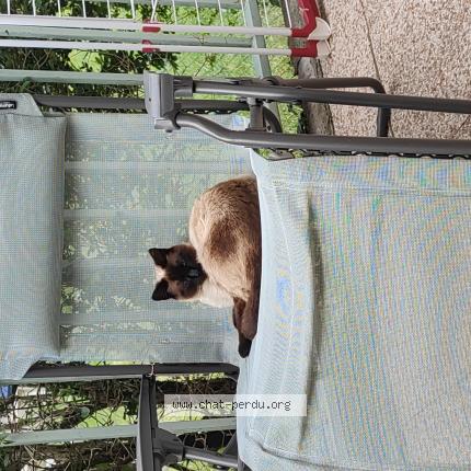 Foto 1/1 Neige Chat perdido en Charvieu chavagneux