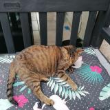 Foto del gato perdido en Bray Saint Aignan