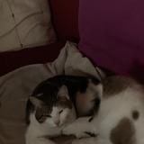 Foto del gato perdido en Lege Bourg