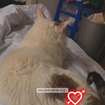 Foto 1/1 Jaime Chat perdido en Rantigny