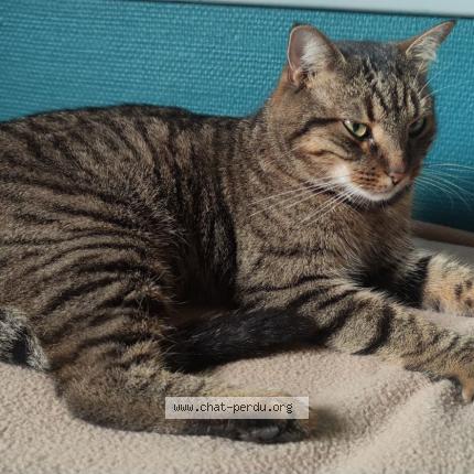 Foto 1/1 Syrius Chat perdido en Saint nizier le bouchoux