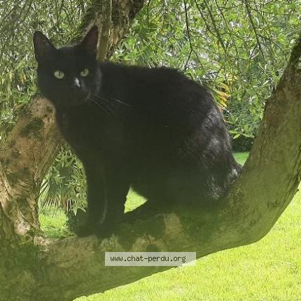 Foto 1/1 Pappys Chat perdido en Tonnay charente