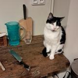 Foto del gato perdido en Mont Saint Aignan