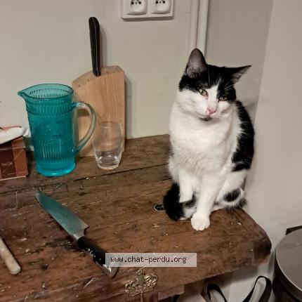 Foto 1/1 Oreo Chat perdido en Mont saint aignan