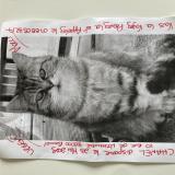 Foto del gato perdido en Rennes