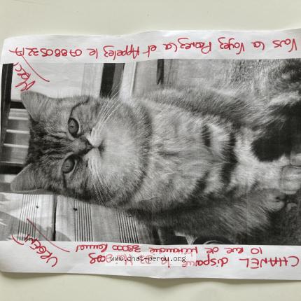 Foto 1/3 chanel Chat perdido en Rennes