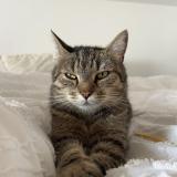 Foto del gato perdido en Genech