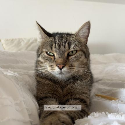 Foto 1/1 Paco Chat perdido en Genech