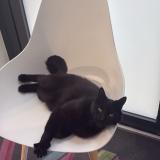 Foto del gato perdido en Tours