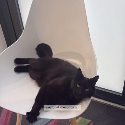 Foto 1/1 Bobby Chat perdido en Tours