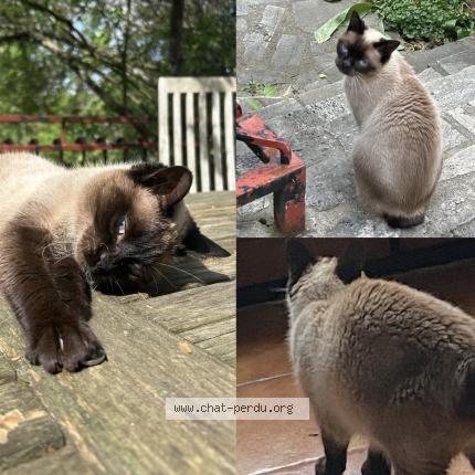 Foto 1/1 Goa Chat perdido en Sainte genevieve des bois