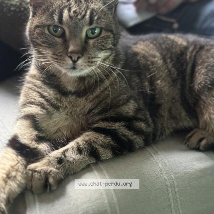 Foto 1/1 Malo Chat perdido en Limoges