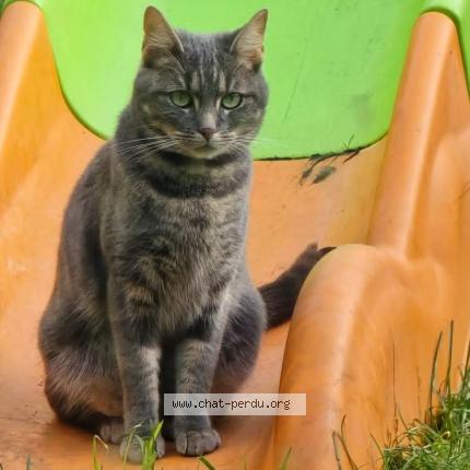 Foto 1/1 Chouquette Chat perdido en Ailly sur noye