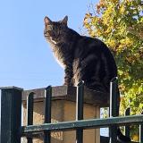 Foto del gato perdido en Vernouillet