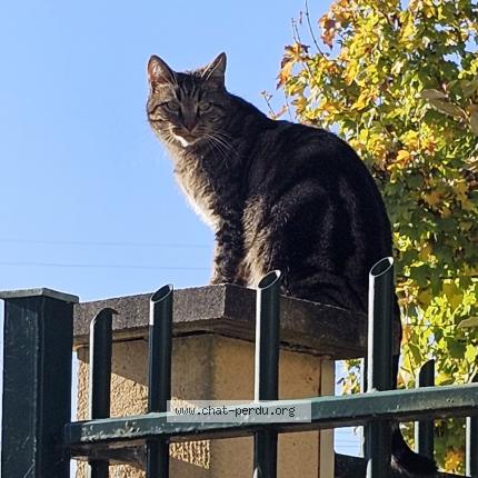 Foto 1/4 Roxie Chat perdido en Vernouillet