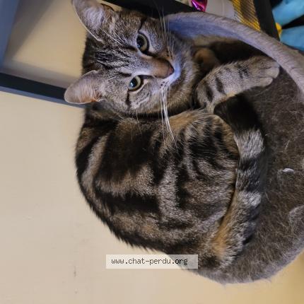 Foto 2/4 Roxie Chat perdido en Vernouillet