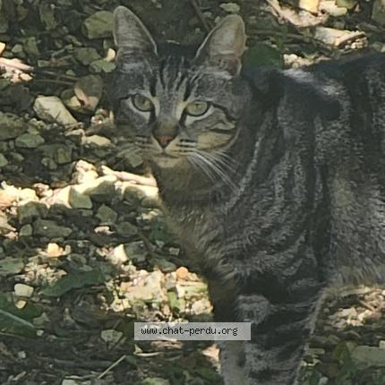 Foto 3/4 Roxie Chat perdido en Vernouillet