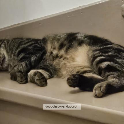 Foto 4/4 Roxie Chat perdido en Vernouillet