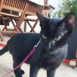 Foto del gato perdido en Bains Sur Oust