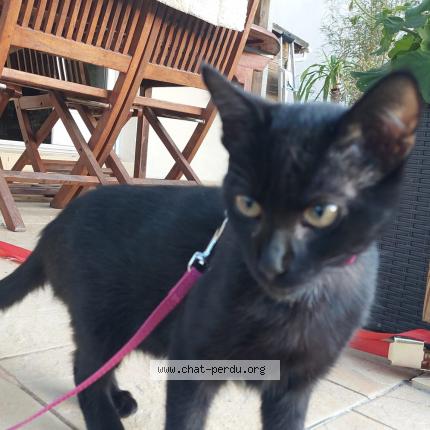 Foto 1/1 Duchesse Chat perdido en Bains sur oust