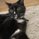 Foto del gato perdido en Angers