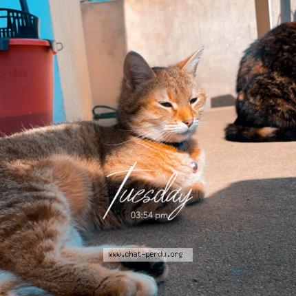 Foto 1/1 Sissou Chat perdido en Cosse le vivien