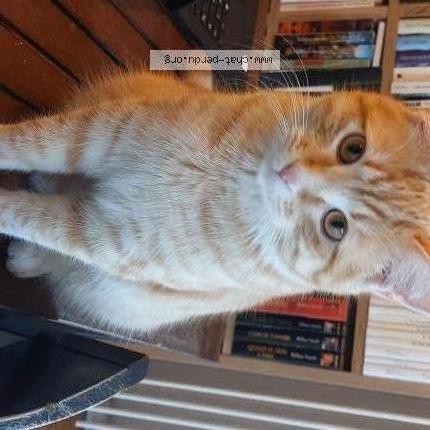 Foto 1/1 MURPHY Chat perdido en Barberaz