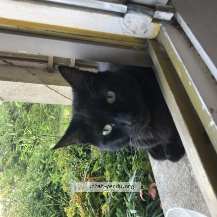 Foto 1/1 Moumouss officiellement Henry Chat perdido en Saint georges de grehaigne