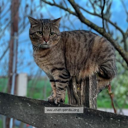 Foto 1/1 Pimousse Chat perdido en Diant