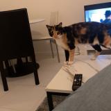 Foto del gato perdido en Prayssas