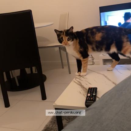 Foto 1/1 Ruby Chat perdido en Prayssas