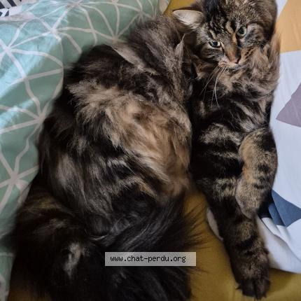 Foto 1/1 Shrek Chat perdido en Evrecy