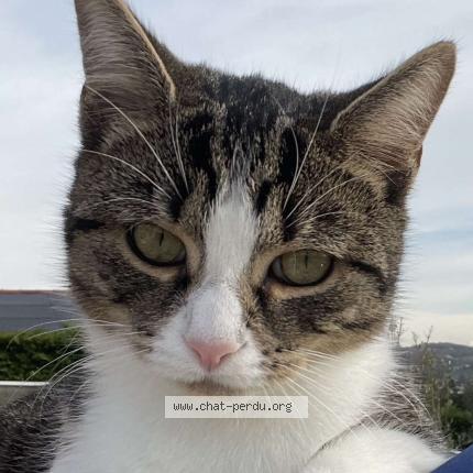 Foto 1/1 Pepette Chat perdido en Grigny