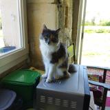 Foto del gato perdido en Bords