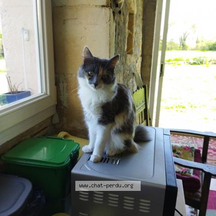Foto 1/1 La minette Chat perdido en Bords