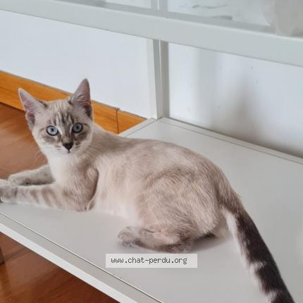 Foto 1/1 Tit Chat perdido en Le bourget