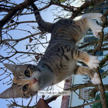 Foto 1/1 Caïpi Chat perdido en Perigny