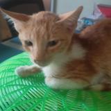 Foto del gato perdido en Guiguinto