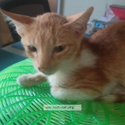 Foto 1/1 Beelzebub Chat perdido en Guiguinto