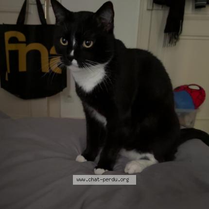 Foto 1/1 Bibi Chat perdido en Metz