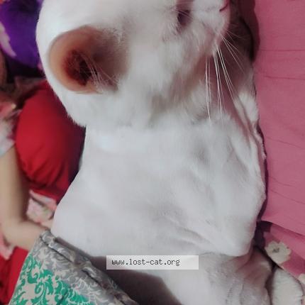 Foto 1/1 Amna Hussain Chat perdido en Lahore