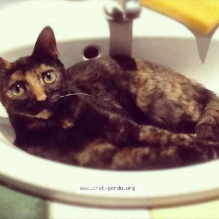 Foto 1/1 Mimine Chat perdido en Le cannet
