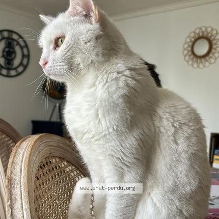 Foto 1/1 Mikky Chat perdido en Meaux