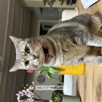 Foto 1/1 Katy Chat perdido en Berne