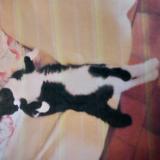 Foto del gato perdido en Jesus