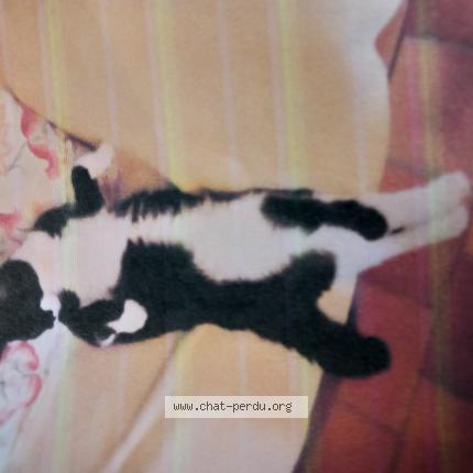 Foto 1/1 F&eacute;lix Chat perdido en Jesus