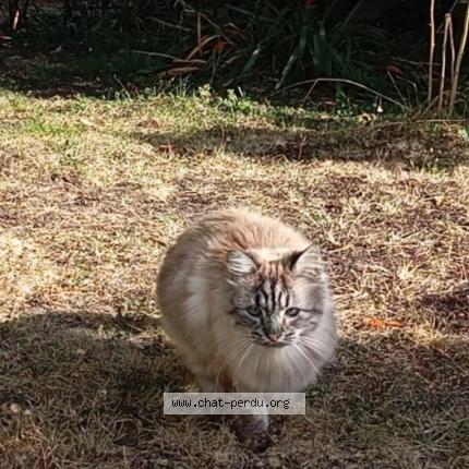 Foto 1/1 Gucci Chat perdido en St brieuc